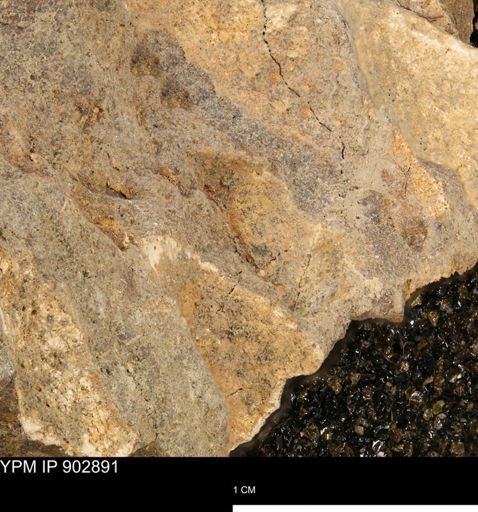 Baculites sp.