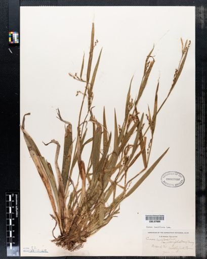 Carex laxiflora
