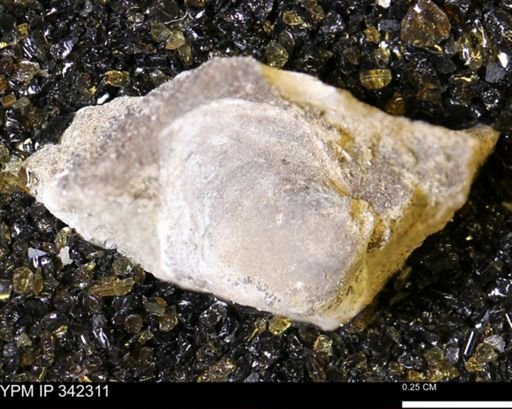 Protocardia?