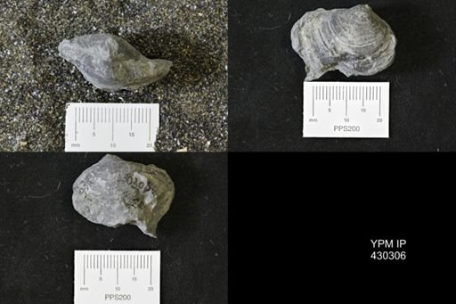 Athyris spiriferoides