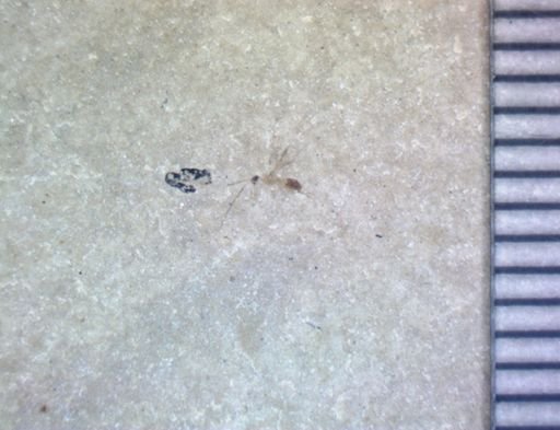 undet. Ichneumonoidea