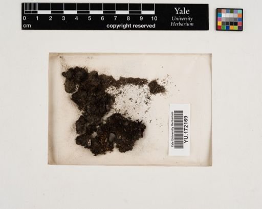 Plantae