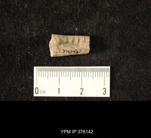 Pseudorthoceras knoxense