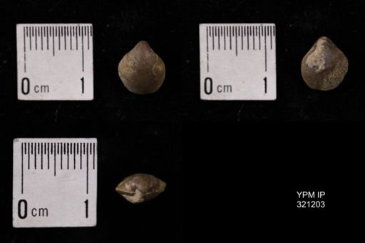 Dielasma turgida