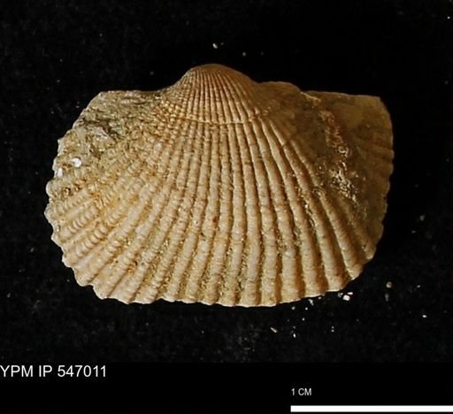 Scapharca transversa