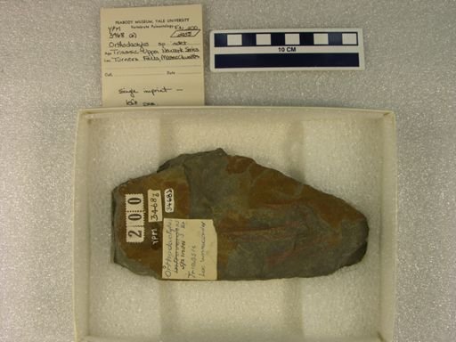 Orthodactylus sp.