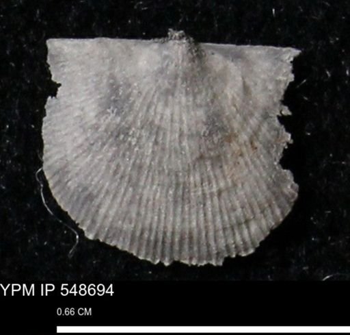 Stropheodonta perplana
