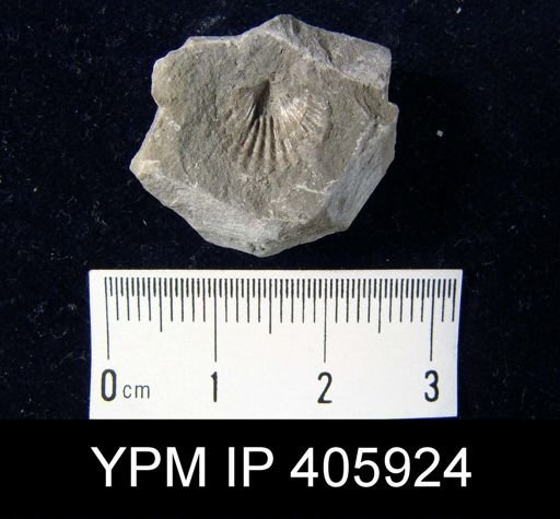 Anoplotheca hemispherica
