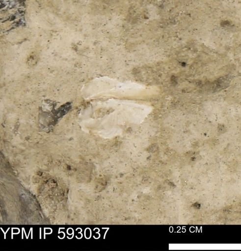 Inoceramus cuneatus