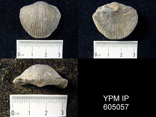 Plaesiomys subquadrata