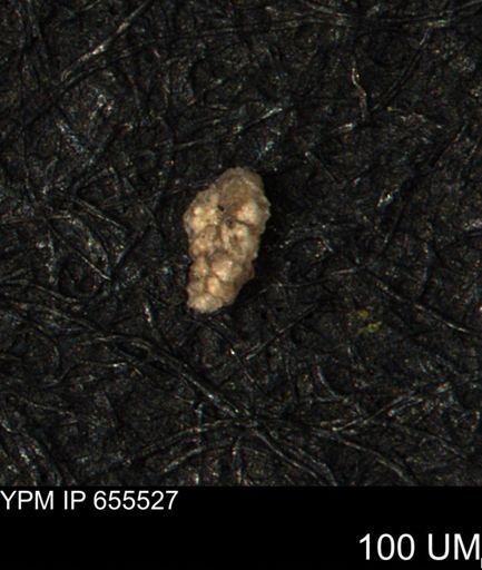 Verneuilina canadensis