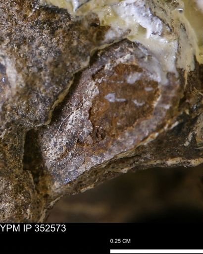 undet. Mollusca