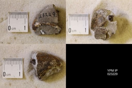 Hoploscaphites nicolletii