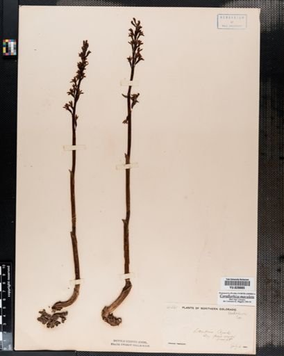 Corallorrhiza