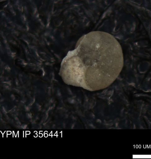undet. Foraminiferida