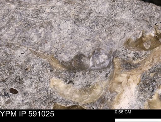 Promicroceras planicosta