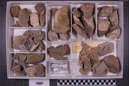 mixed taxa, stratigraphic collection
