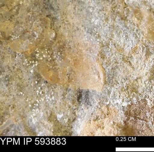undet. Mollusca