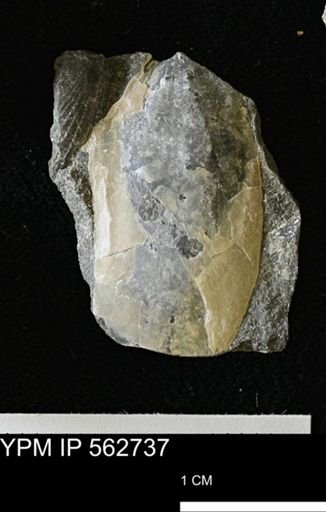 Pseudoptera sp.
