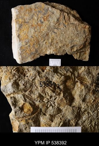undet. Stelleroidea