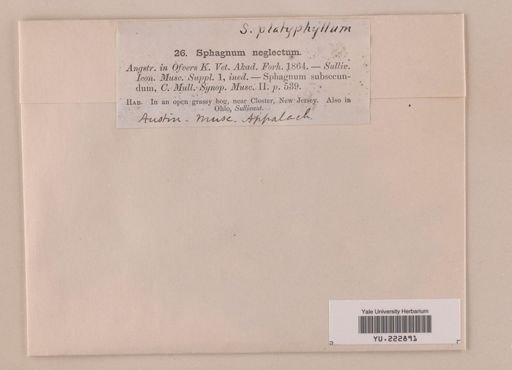 Sphagnum subsecundum