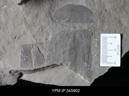 undet. Eurypterida