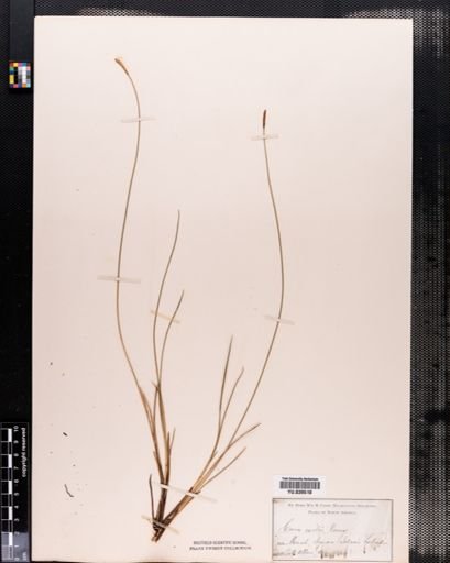 Carex exilis
