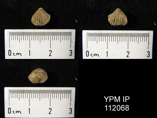 Rhynchonella sp.