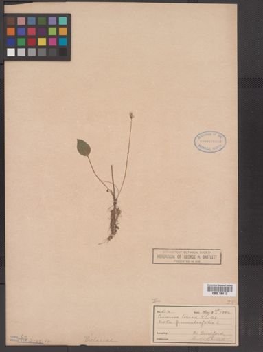 Viola primulifolia