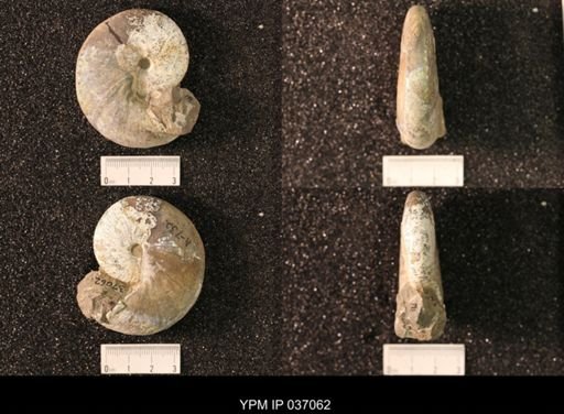 Hoploscaphites nicolletii