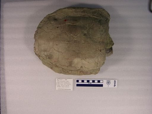 Echmatemys aegle