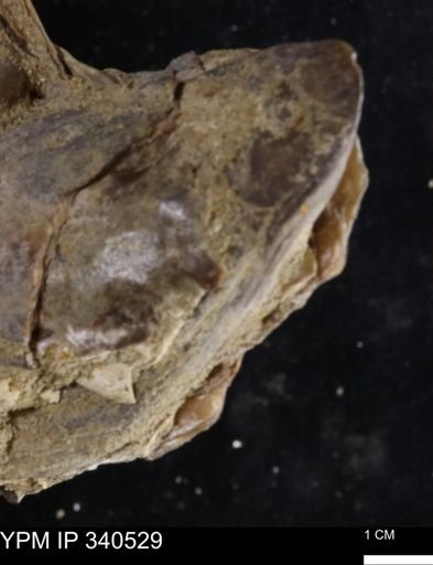Ostrea glabra
