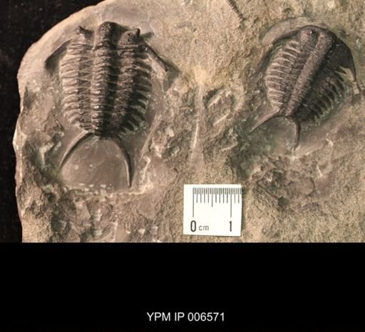 Ceraurus pleurexanthemus