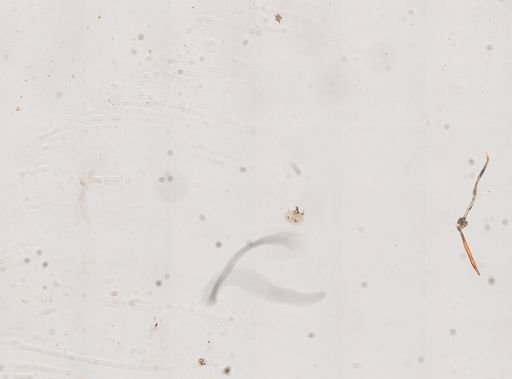 Paramecium