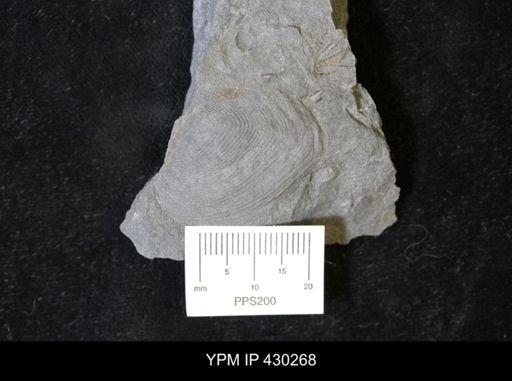 Cypricardella bellastriata