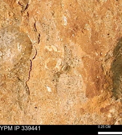 undet. Scaphopoda
