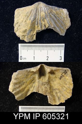 Platystrophia lynx