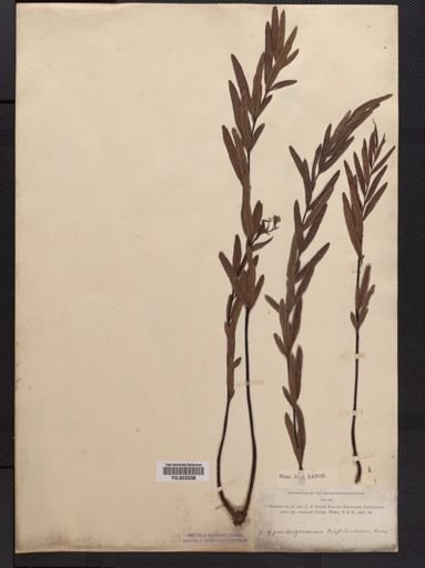 Trismeria