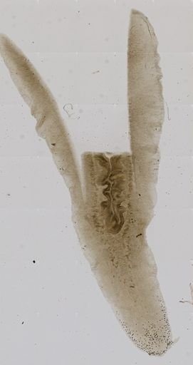 Boninia divae