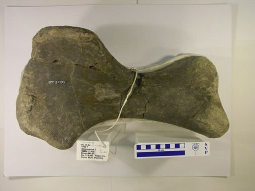 Stegosaurus sp.