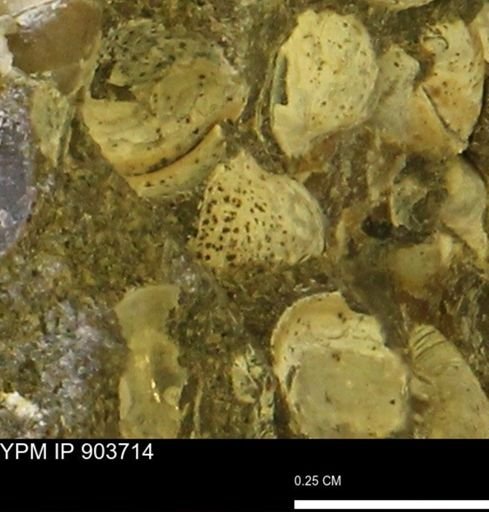 Corbulamella?