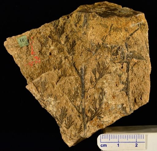 Sphaenopteris schiuperiana