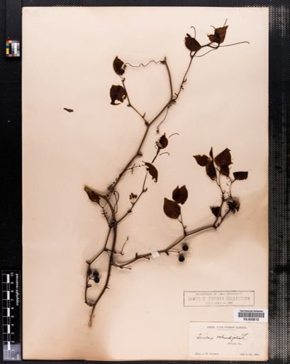 Smilax rotundifolia