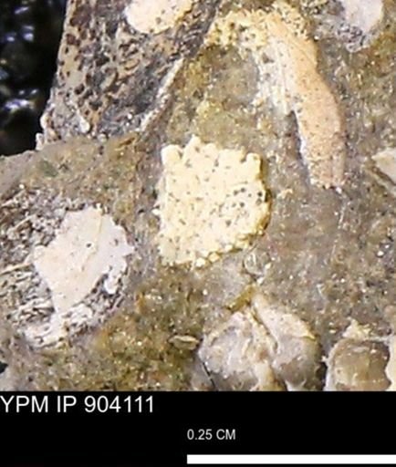 undet. Bivalvia
