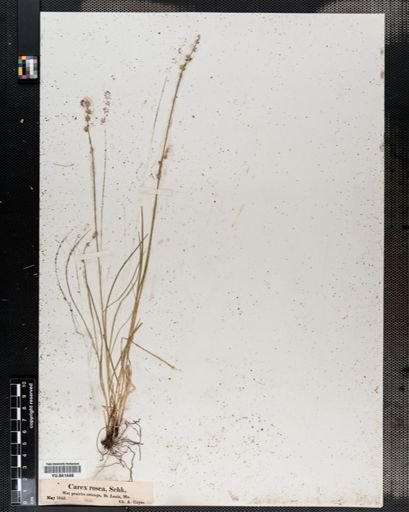 Carex rosea