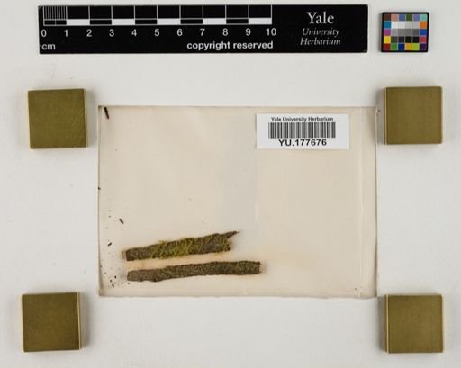 Plantae