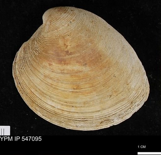 Venus mercenaria