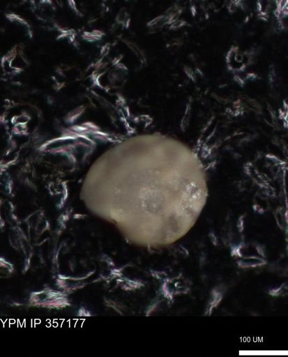 undet. Foraminiferida