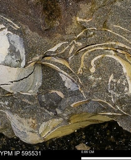 Protocardia sp.