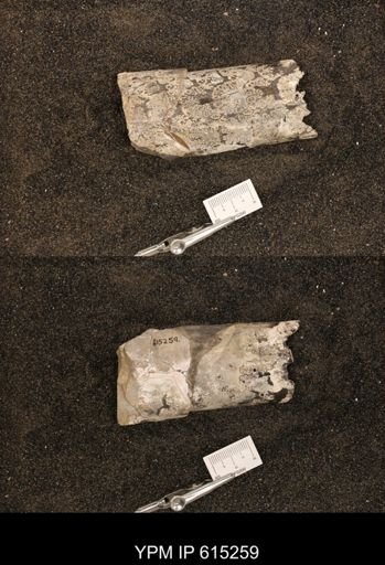 Baculites sp.